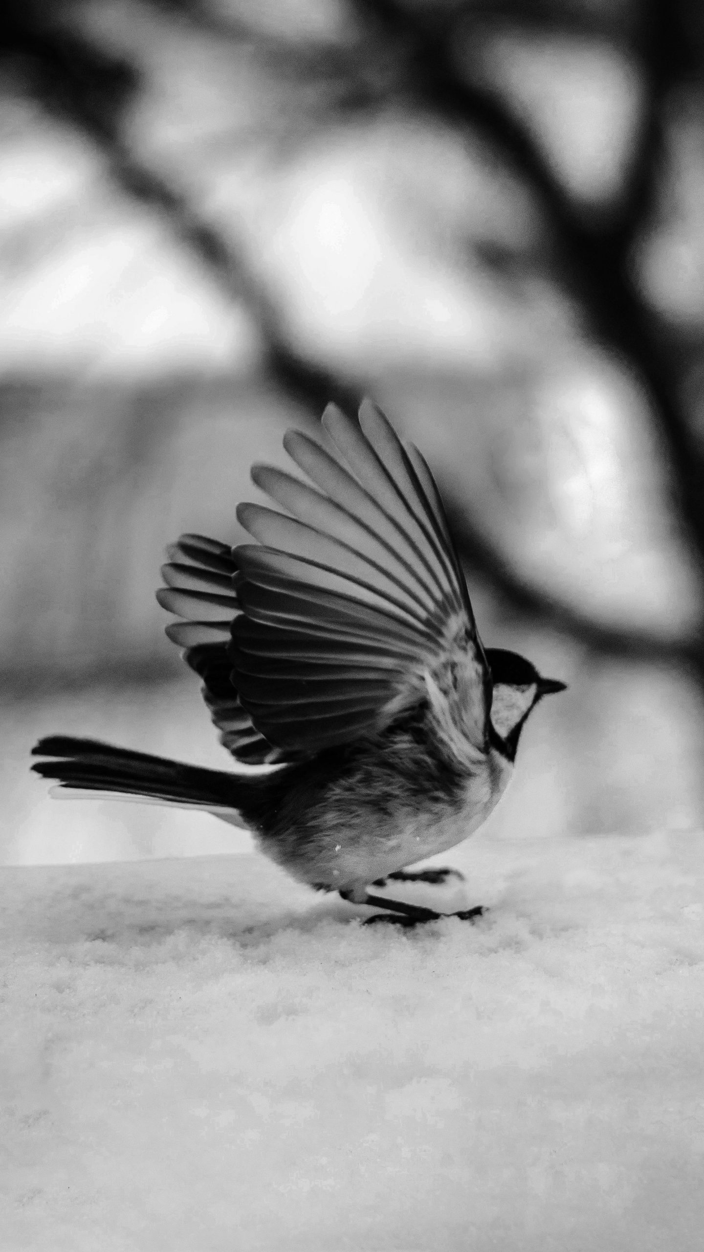 oiseaux en noir et blanc